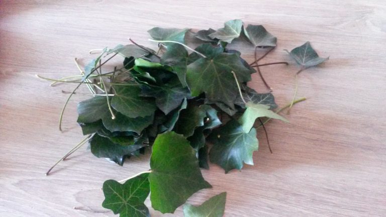 Recette de la lessive gratuite au lierre