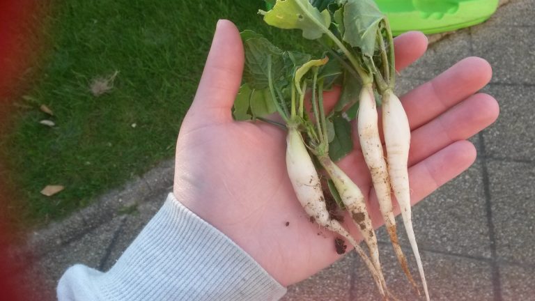Soupe zéro gaspi aux fânes de radis !