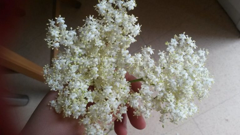 Sirop de fleurs de sureau