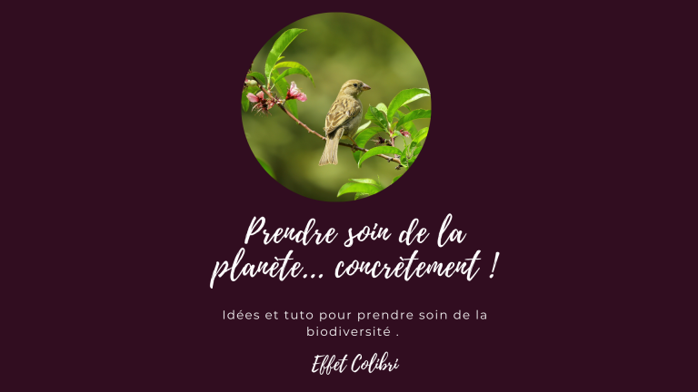 Boules de graines pour les oiseaux