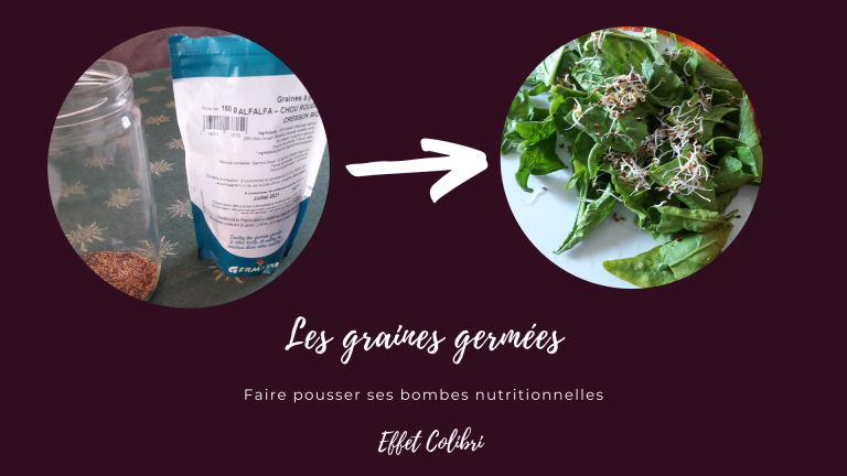 Les graines germées